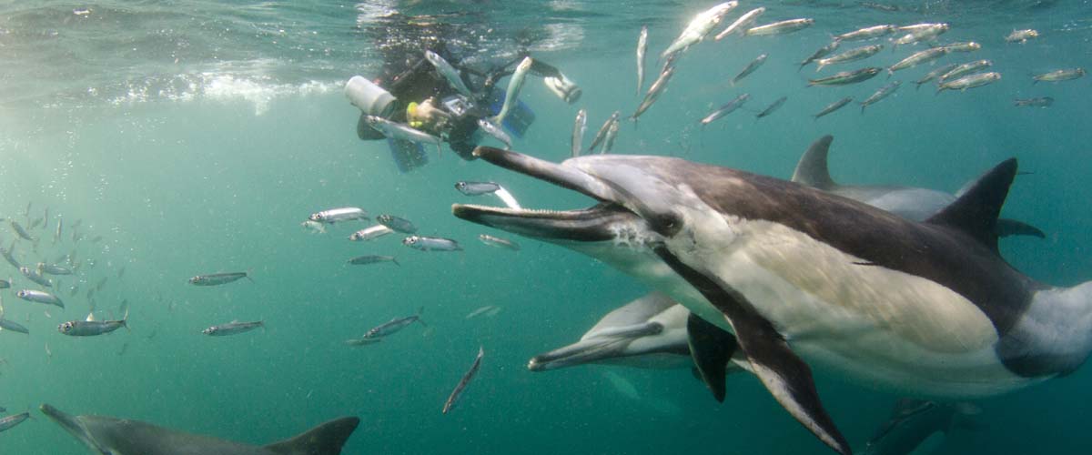 sardine run south africa dolphins