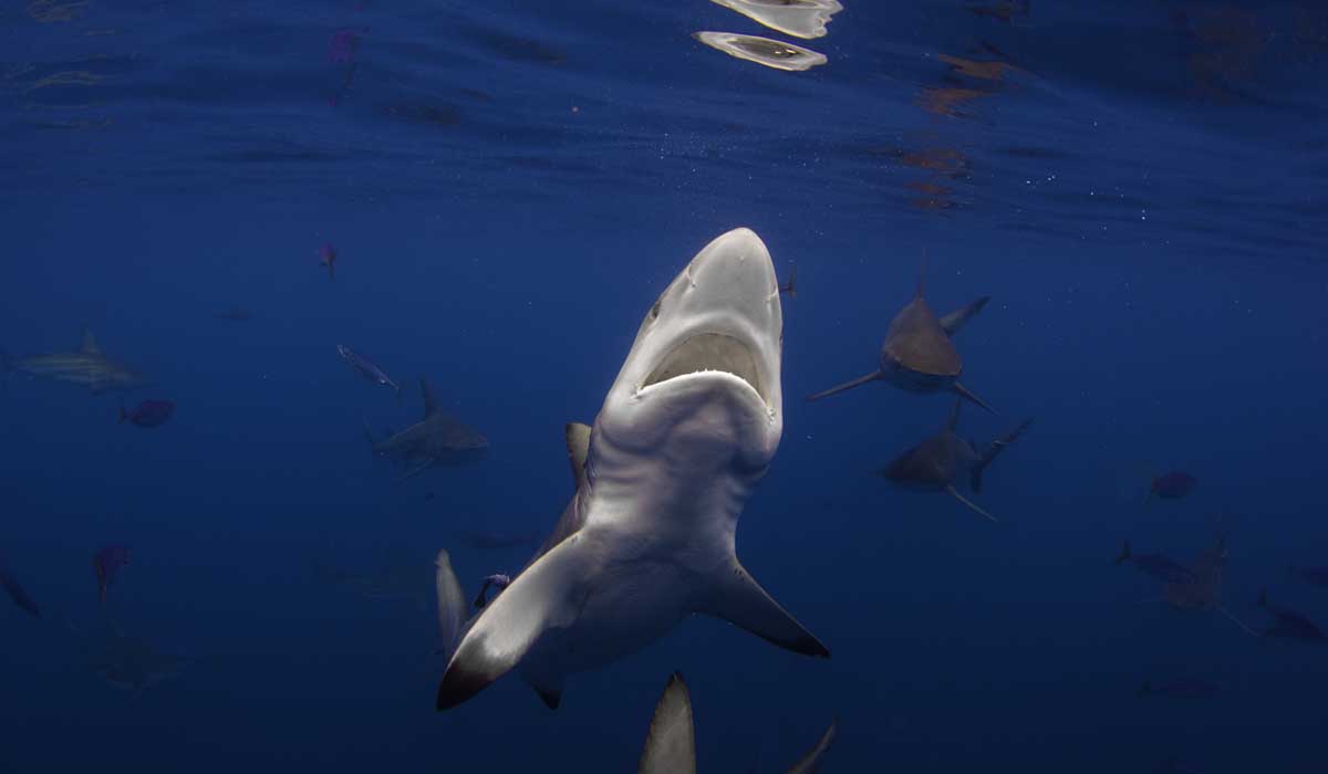 shark cage diving durban aliwal shoal