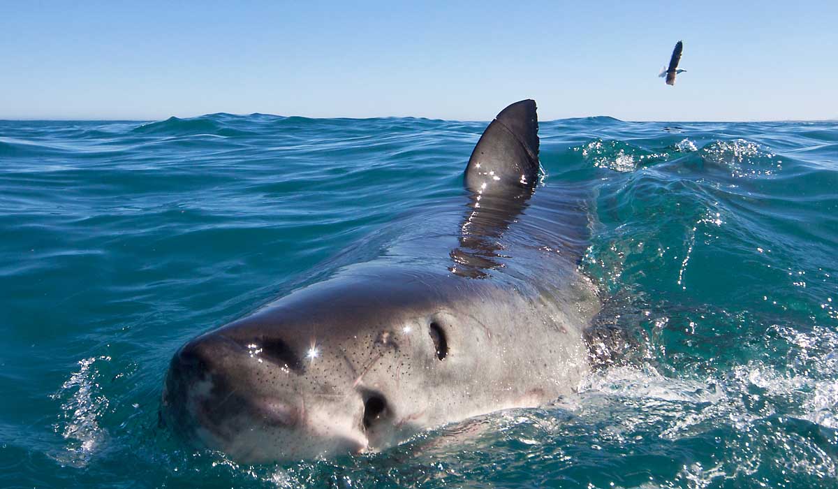 perfect predator shark diving package