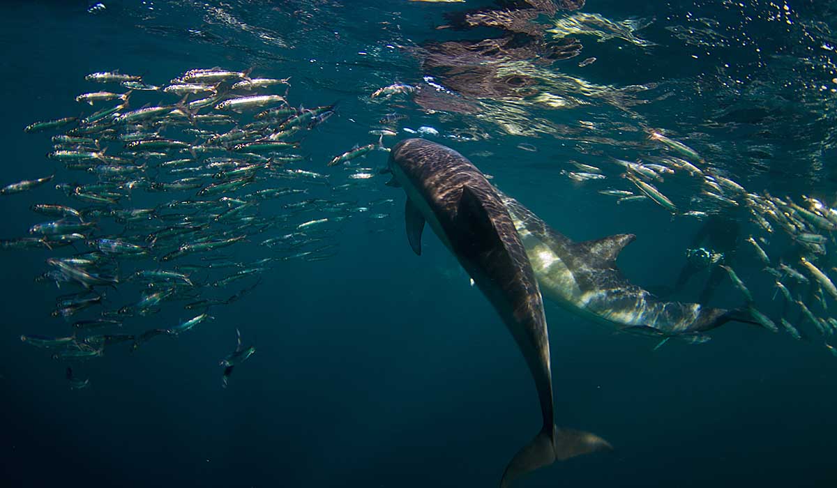 11 day sardine run package