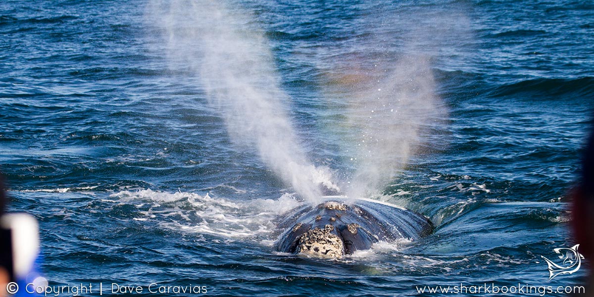 Whale Watching - Hermanus