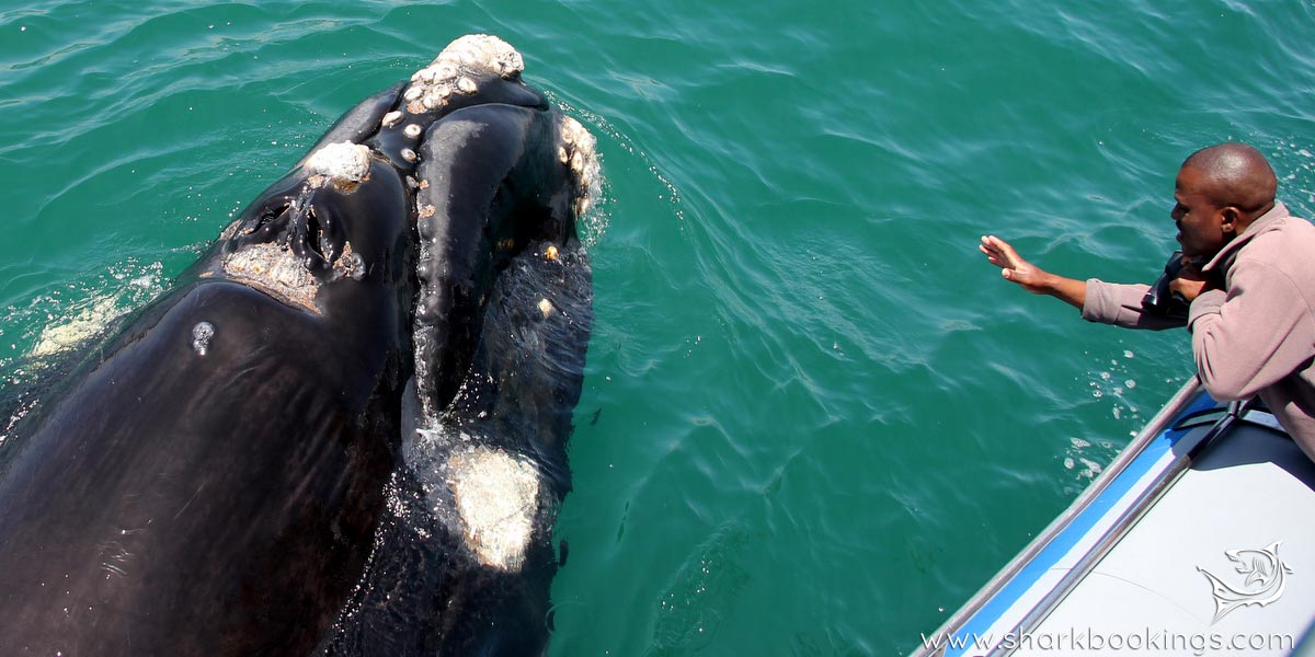 Whale Watching Dyer Island