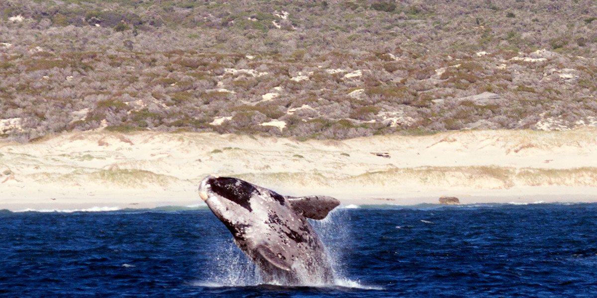 Whale Watching