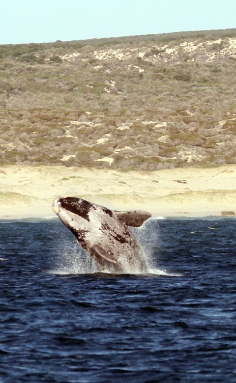 Whale Watching - Hermanus