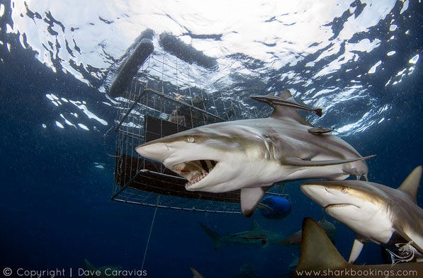 Shark Diving Durban