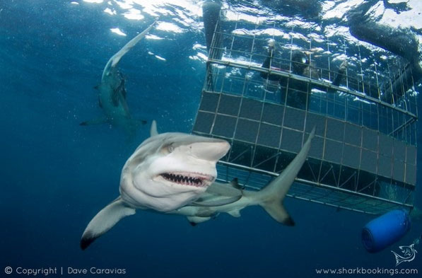 Shark-Cage-Diving-Durban